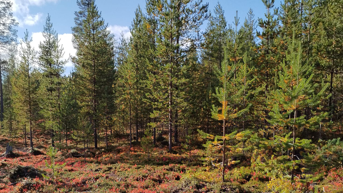 Maalaan mielelläni